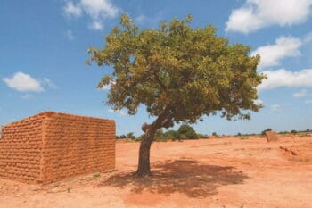 Ein Sheabaum in Afrika / snackconnection