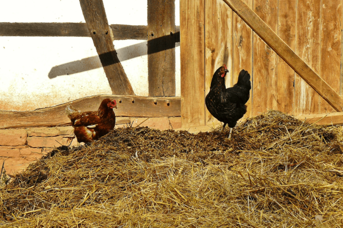 Zwei Hühner sind im Stall auf einem Haufen Stroh zu sehen. Der Stall ista uf Holz.