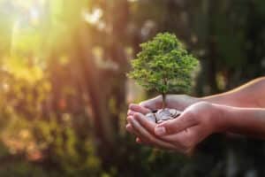 Baum Münzen Nachhaltigkeit