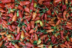 Auf dem Foto erkennt man viele verschiedene Chilis. Die Mehrheit sind rot, aber es gibt vereinzelt auch ein paar orangene oder grüne Chilischoten.