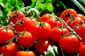 Auf dem Bild sind saftige, rote Tomaten zu sehen.