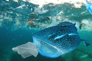 Müll_Abfall_Nachhaltigkeit_Plastik_Meer