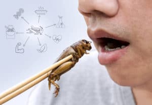 Insekten essen Spieß Nährwerte