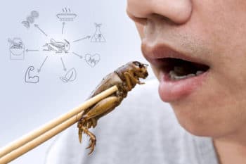 Insekten essen Spieß Nährwerte 