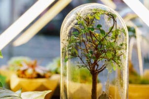 Klimaneutrale Snacks Snacktrends 2020 - Baum in Glasglocke | snackconnection