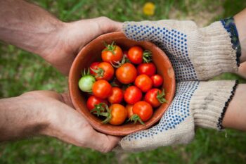 Tomaten in Händen 