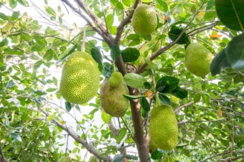 Jackfruit Baum
