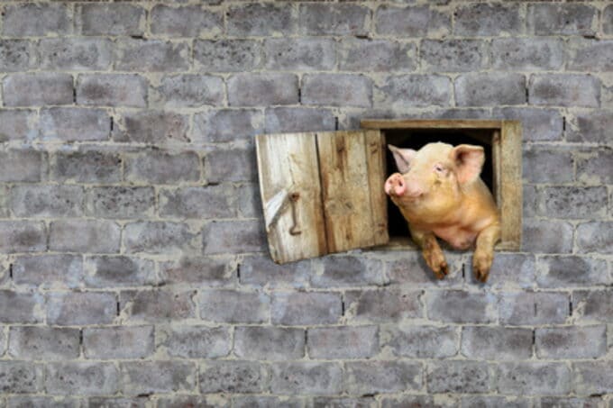 Nachhaltige Schweinehaltung eingesperrtes Schwein