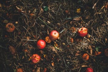 Apfel Kompost 